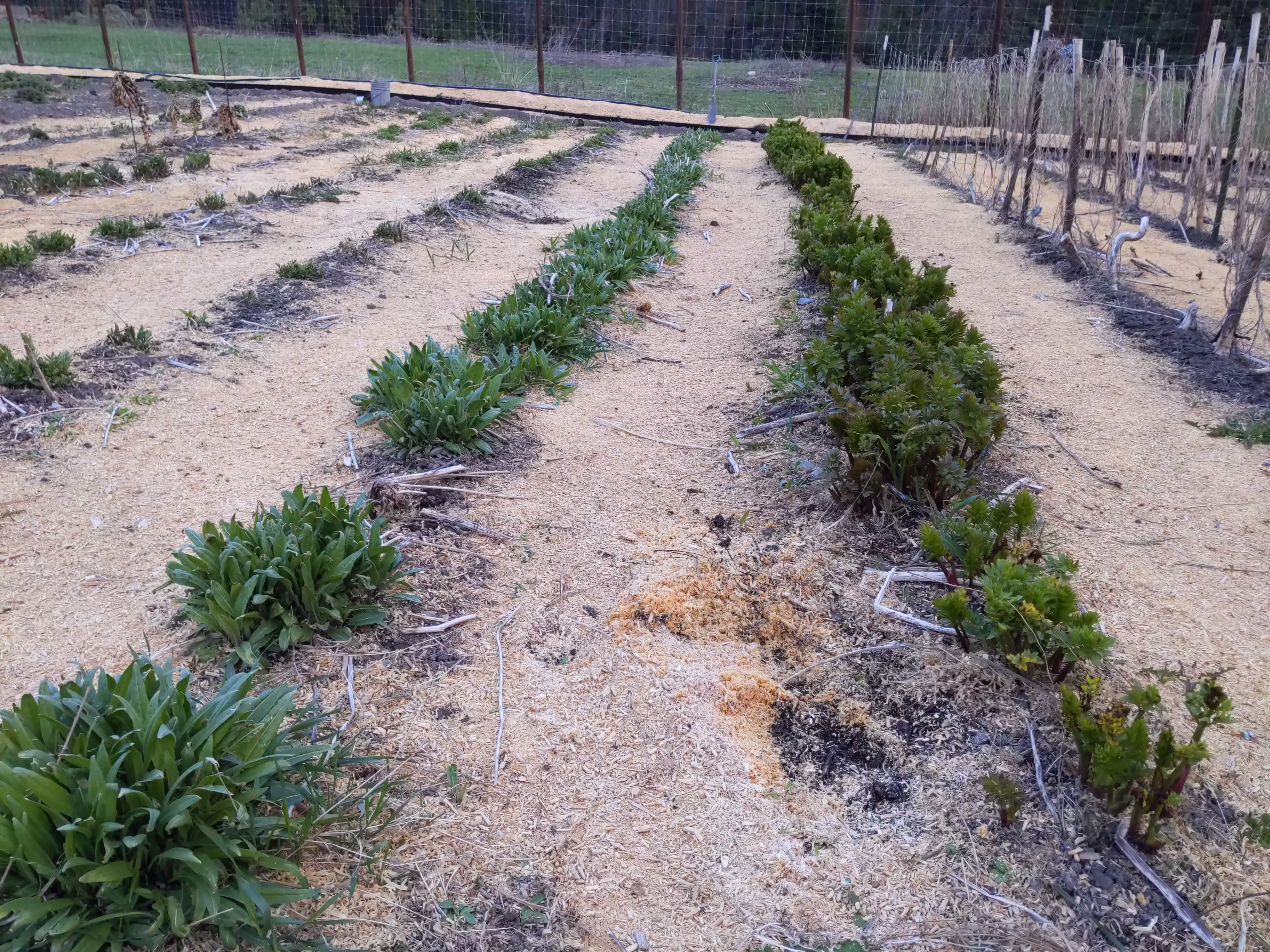 turkish-rocket-root-and-seed-0