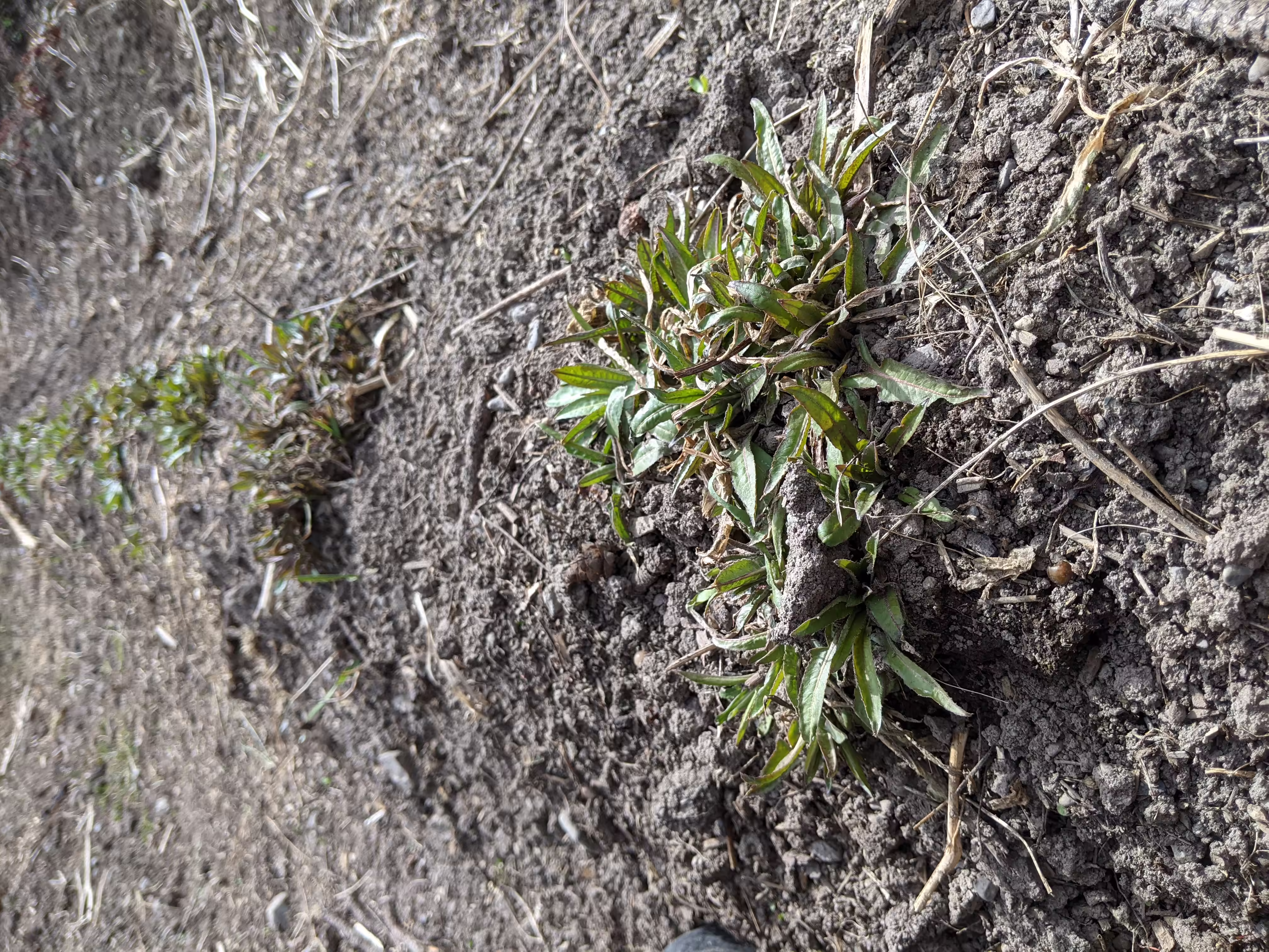 turkish-rocket-root-and-seed-1