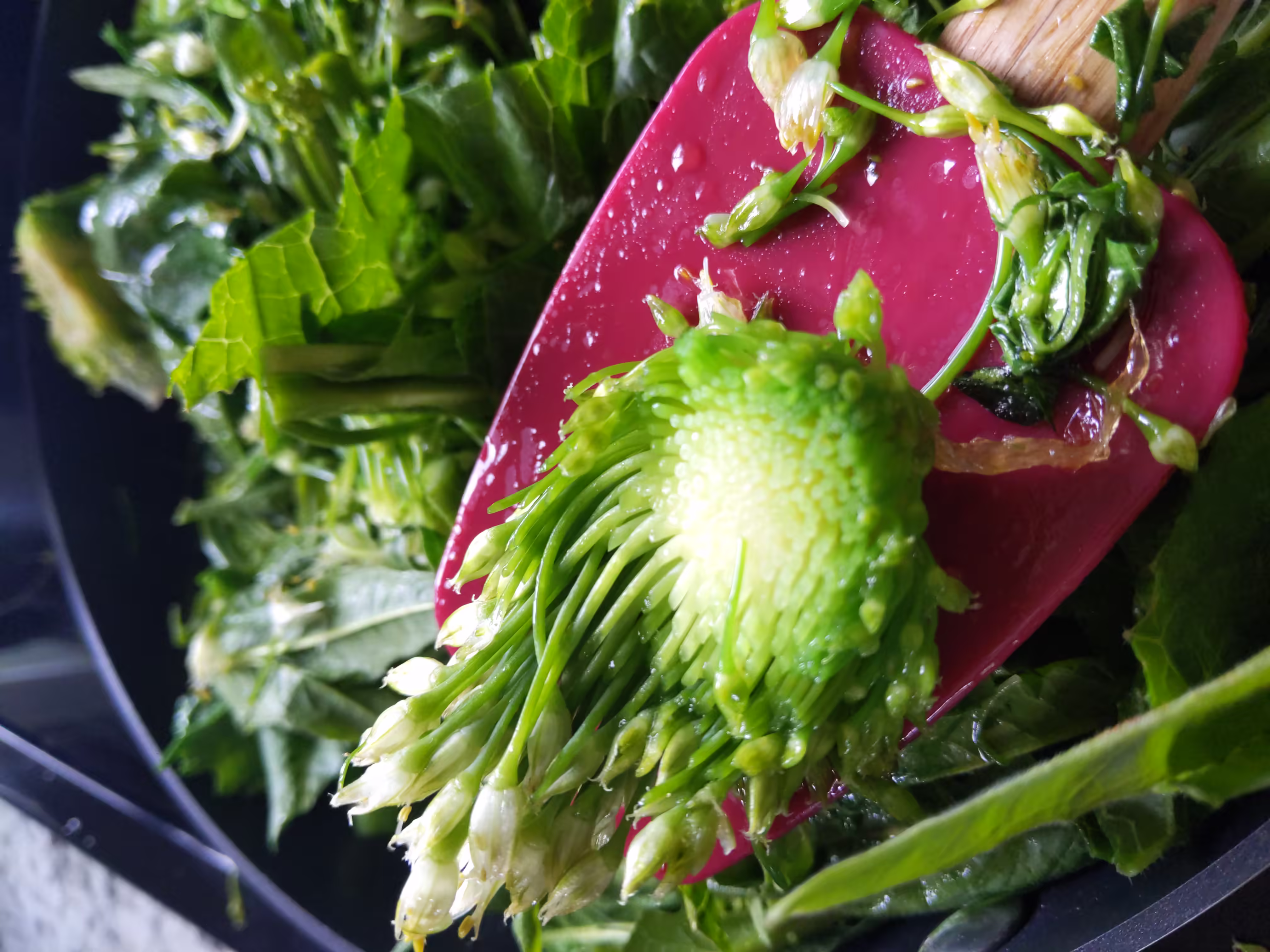 welsch-onion-root-and-seed-0