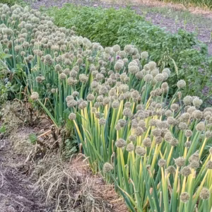 Welsch Onion