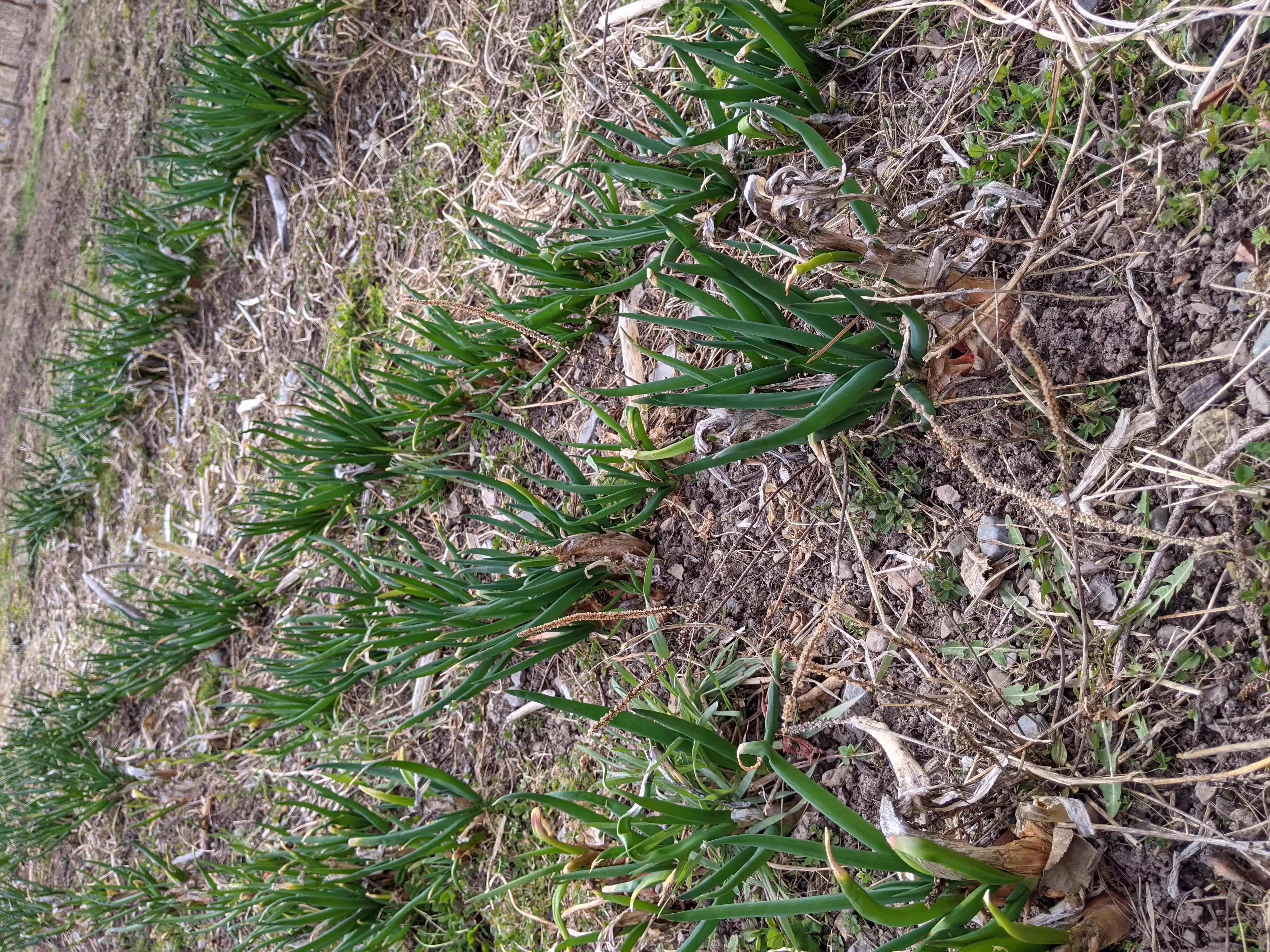 welsch-onion-root-and-seed-2