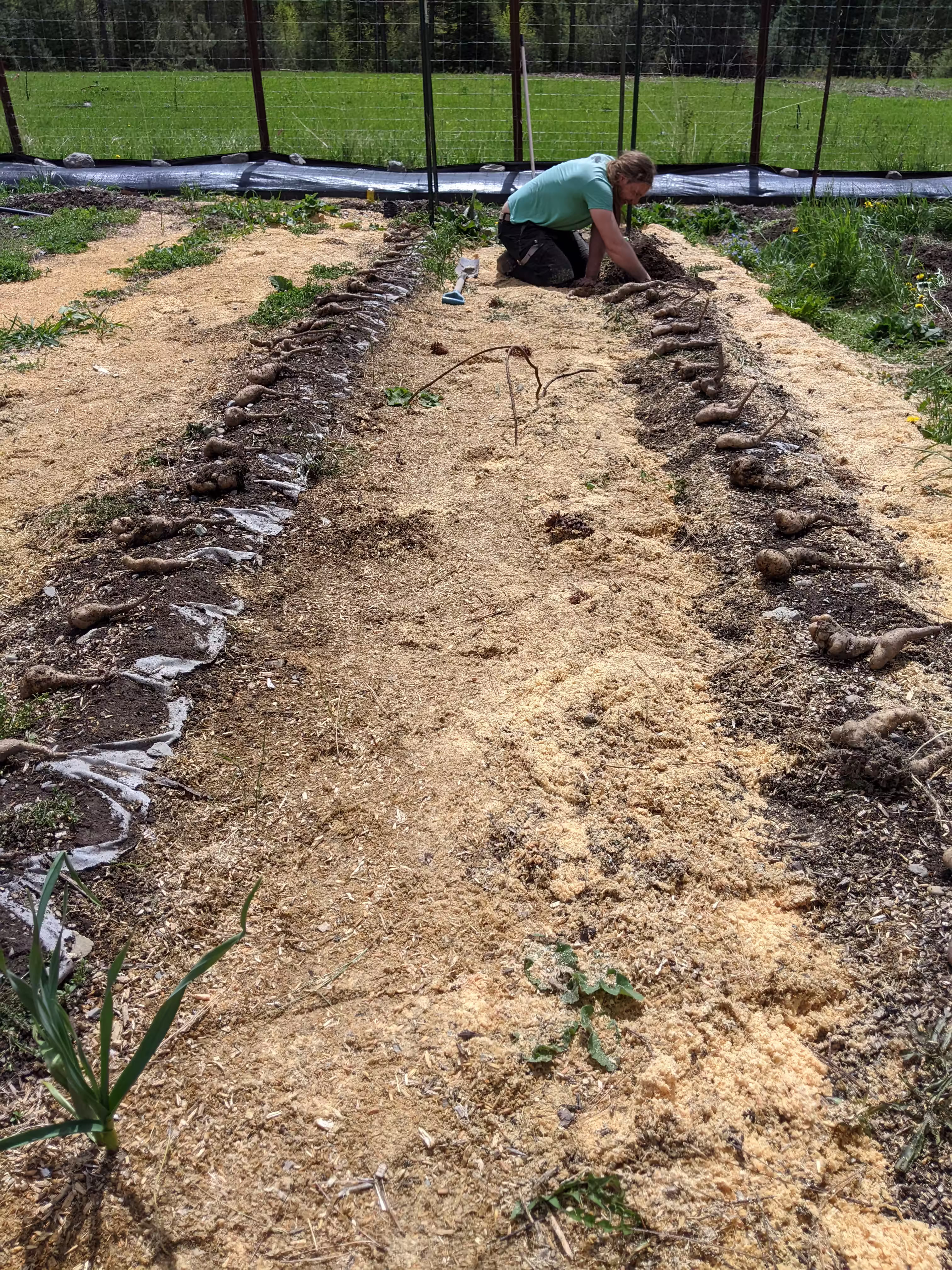 yamaimo-root-and-seed-2